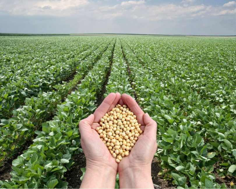 SEGURO RURAL CRESCE 25% E ATENUA PERDA DO MERCADO